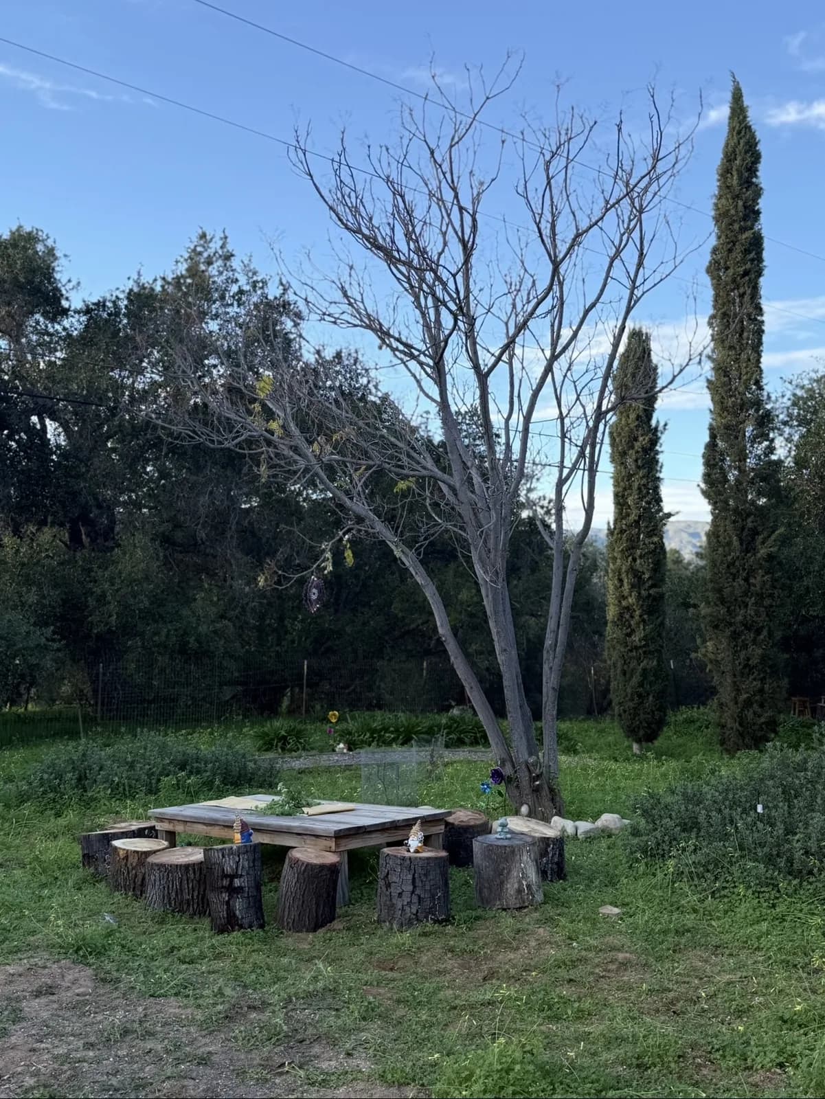 An outdoor learning circle arranged around a mature tree