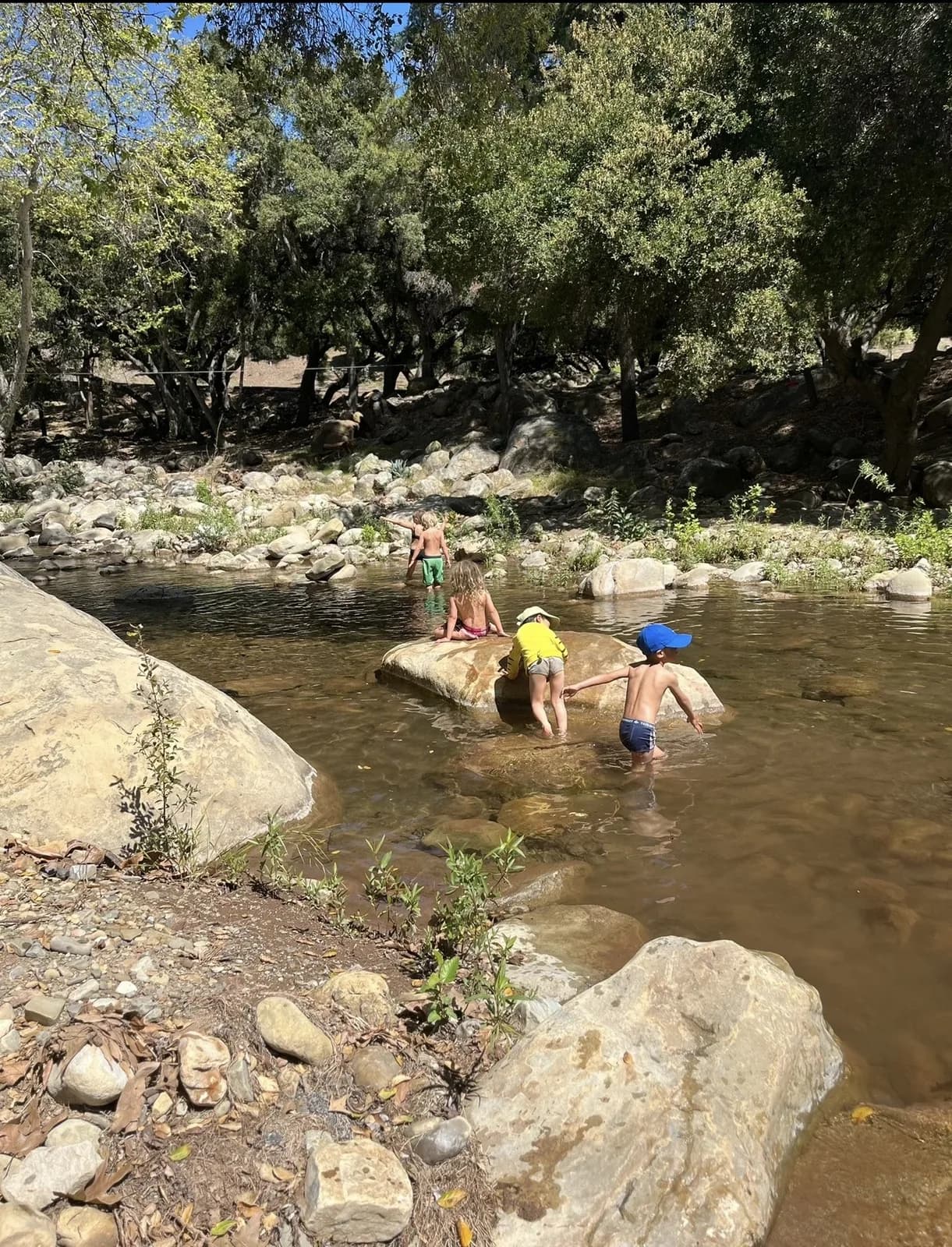 Children exploring a rocky creek beneath the trees