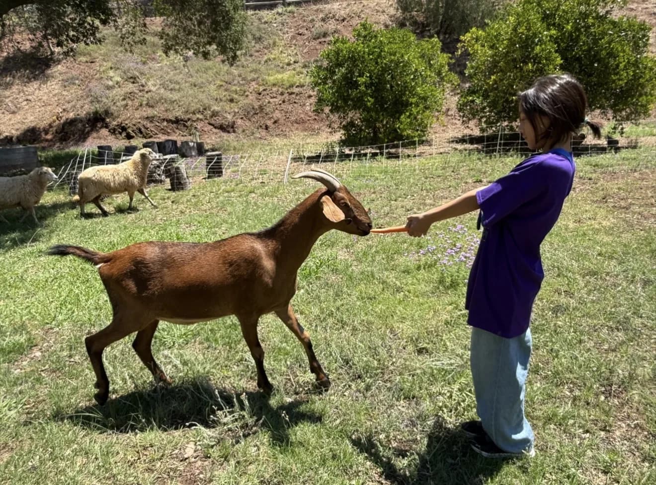A child offering food to a goat in a grassy field